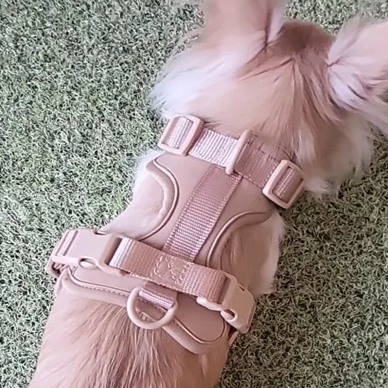 Small Dog wearing a light pink adjustable harness