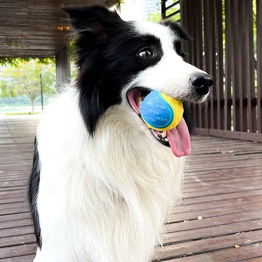 Dog With TPR Ball Toy