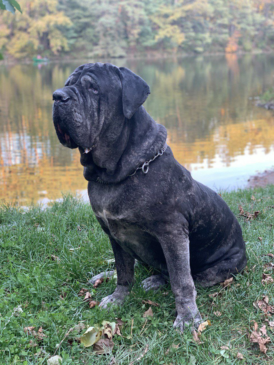 dog products