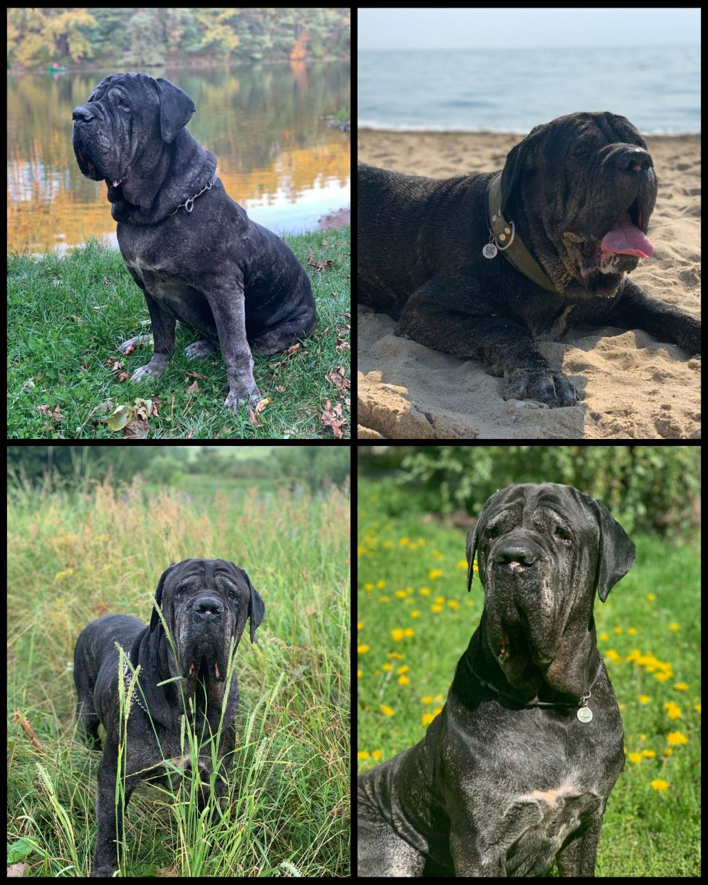 Dog Supplies Online
