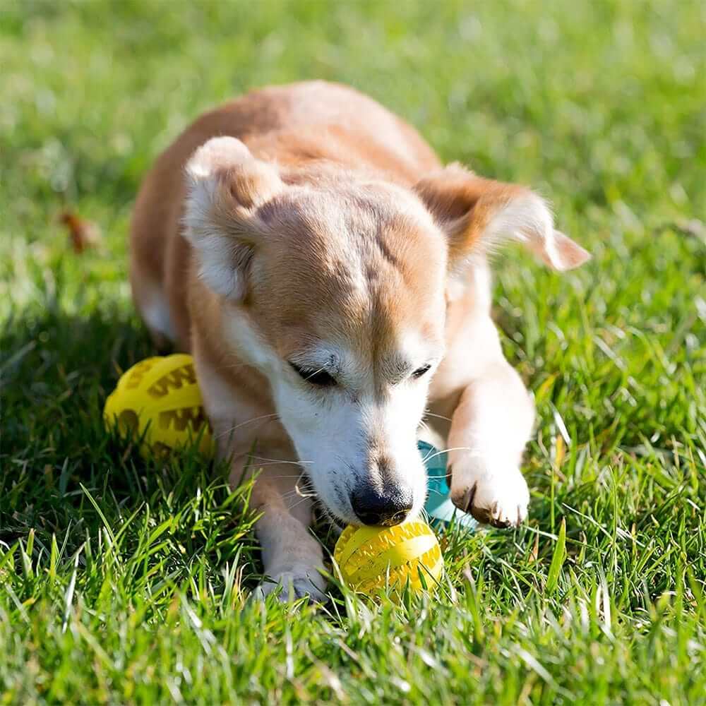 Why Every Dog Needs a Rubber Toy Ball