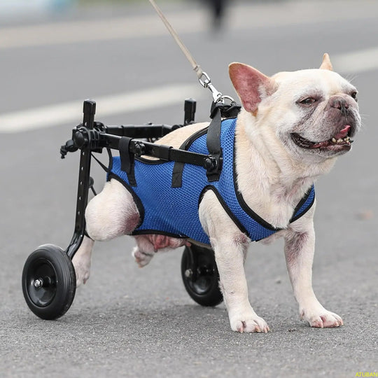 Adjustable Small Dog WheelchairAdjustable Dog Wheelchair,Dog Wheelchair,Mobility Aid,Small Dog Wheelchair,TRAINING PRODUCTS,Wheelchair