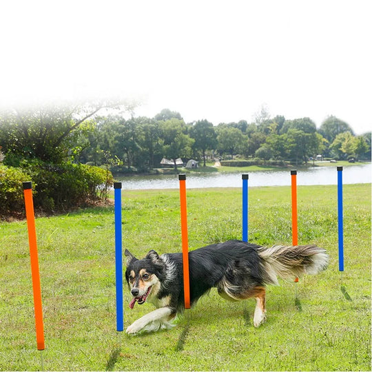 Dog Agility Training Poles - Outdoor Obstacle Jumping PolesDog Agility Training Poles,Dog Jumping Poles,Dog Training Poles,Jumping Poles,Training Poles,TRAINING PRODUCTS