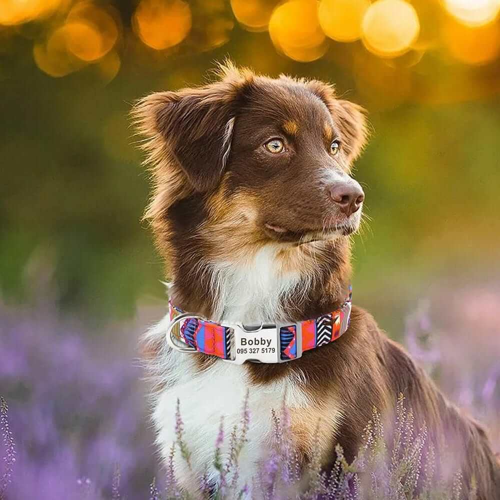 Personalized ID Dog CollarsCOLLARS AND LEASHES