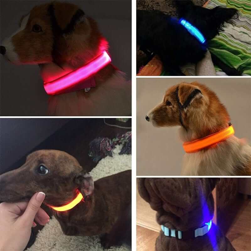 LED Collars | Glowing Collars | Illuminated Collars