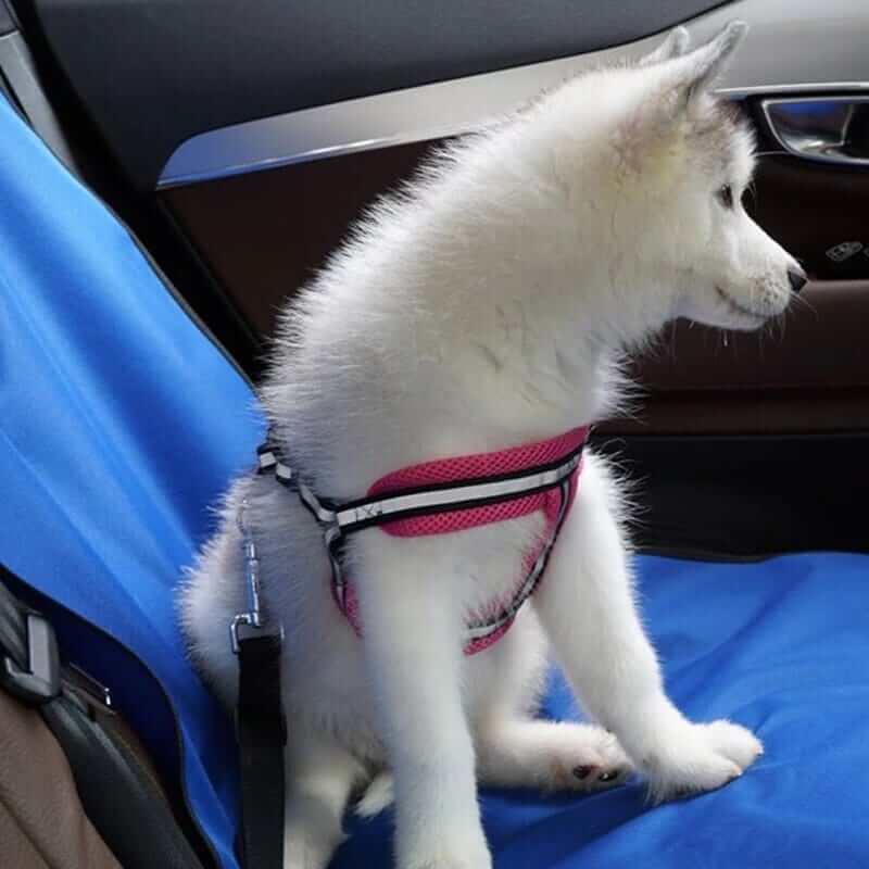 Dog Seat Mat | Pet Travel | Car Seat Protector Safe Journeys