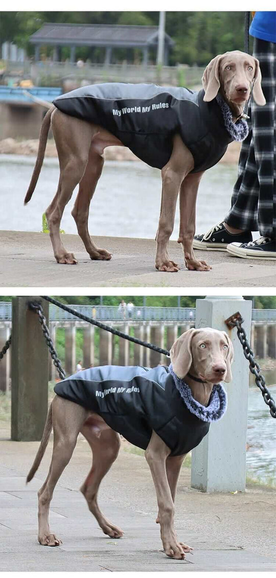Waterproof Jacket for DogsCLOTHING
